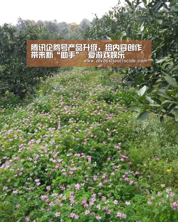 腾讯企鹅号产品升级,给内容创作带来新“助手”-爱游戏娱乐(图4) 爱游戏娱乐